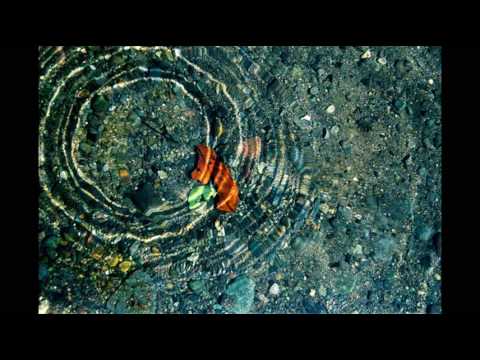 Trobar de Morte ~ 'Pagan Medieval Dance'