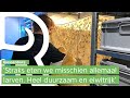 Jason, Seppe en Jesse kweken duizenden larven in een oude koeienstal