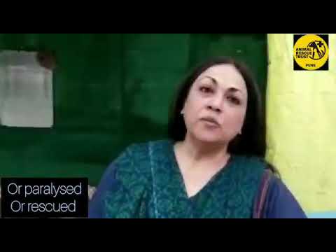 Aashiyana is strictly for very special need dogs who HAVE TO BE in a shelter