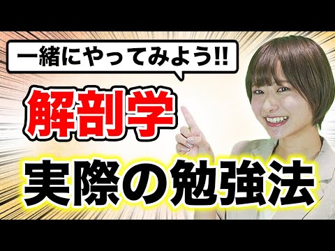 医学科 【解剖学】医学部の解剖学には勉強する順番があった!!（解剖学勉強法）
