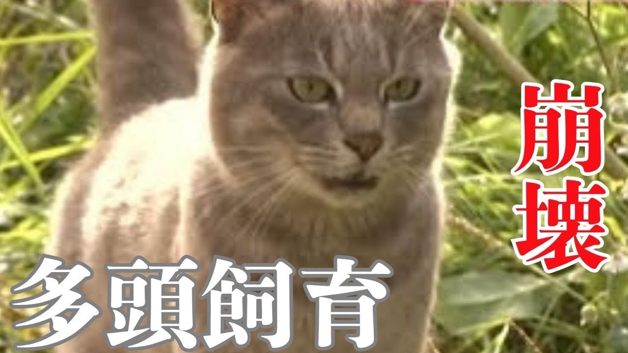 また多頭飼育の悲劇が...放置されたネコ