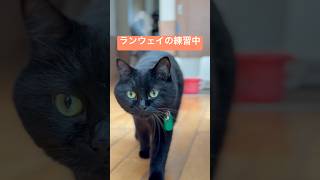 【黒猫】キキがランウェイを歩いてくる姿がモデルすぎる🐈‍⬛🤣#自慢のペット #猫動画 #黒猫