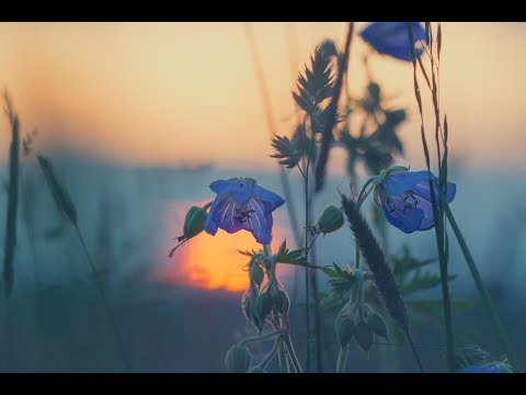 Dj Ushvalon - We thrive in the luminous glow of the rays of the sun. [Ambient, Neoclassic Dj set]