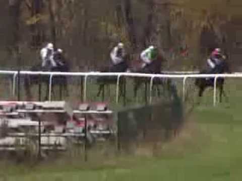 Galopprennbahn Dresden - 22.11.2013 - 8.Rennen