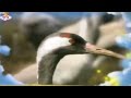 The Amazing World Birds