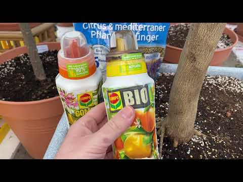 Odc. 122 - Kiedy cytrusy nawozić? Czego ja używam?