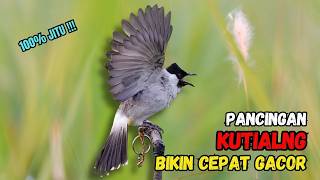 Download lagu Suara Burung Kutilang Gacor Garuda Paling Ampuh Untuk Masteran Dan Pikat mp3 Download lagu Suara Burung Kutilang Gacor Garuda Paling Ampuh Untuk Masteran Dan Pikat mp3