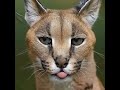 Wow Aistorytelling Funnyanimal Funny Aivideo Aivisuals Cat Cute Creativevideos Funnypet