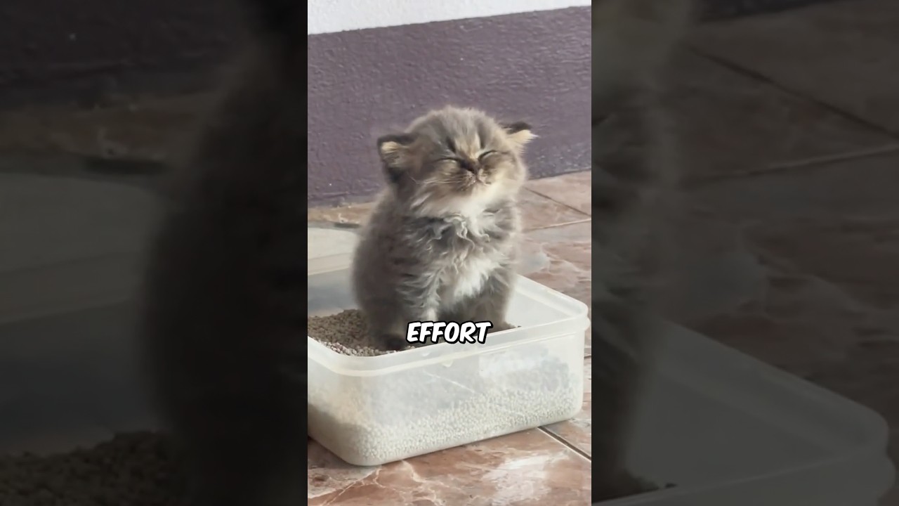 What Cats Think When You Scoop Their Litter 🫣