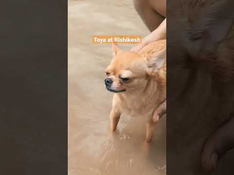 Ganga ji dubki for Toya #rishikesh #chihuahua
