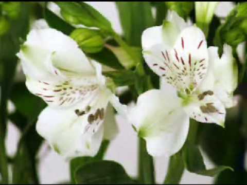 Quillapas: Azucenita