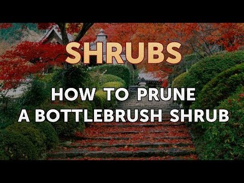 How to Prune a Bottlebrush Shrub