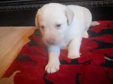 easton at 3 weeks of age