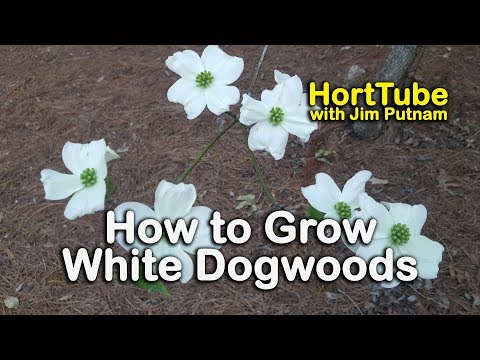 , title : 'How to grow White Dogwoods - Cornus florida - White Flowering Native to the Eastern US'