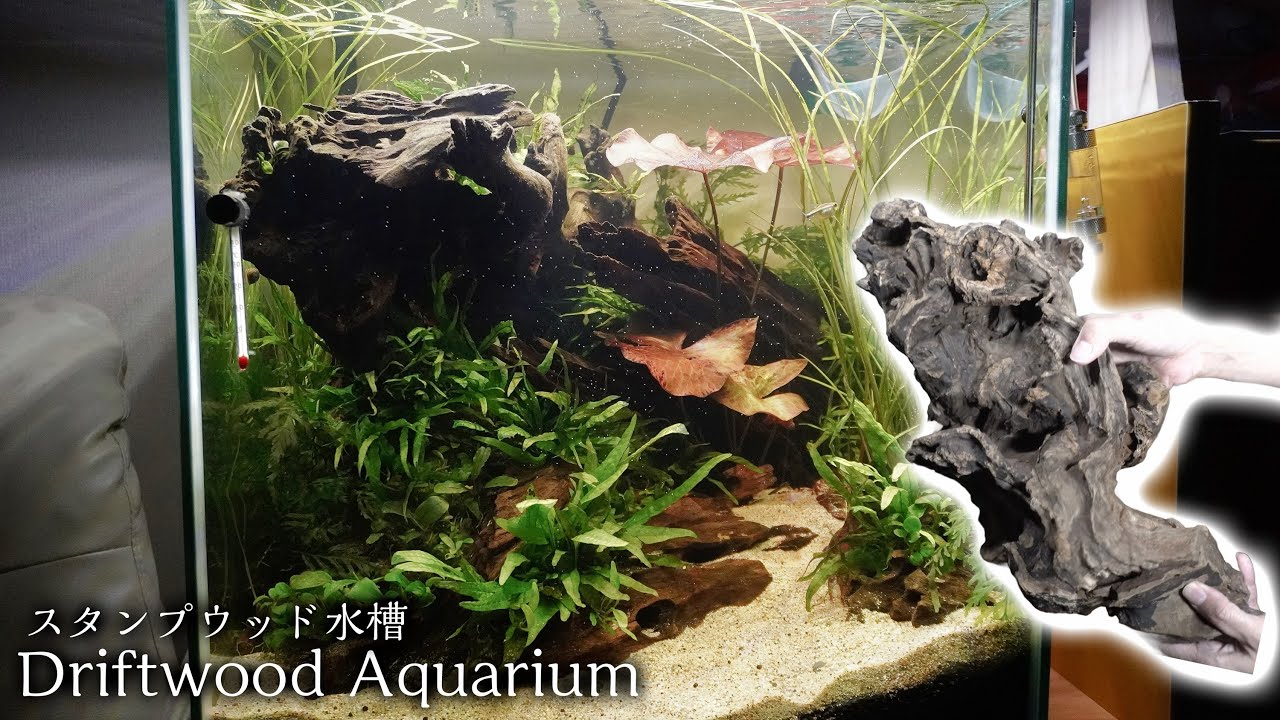 【スタンプウッド流木】流木メインの水槽を立ち上げました
