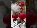 Thursday Evening Snow In Seattle Short