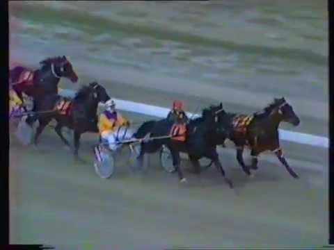 1984 Interdominions - Pacers' 9th Heat, Globe Derby Park, Adelaide: Black Irish