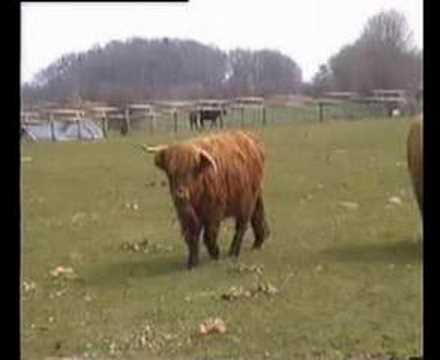 download lagu mp3 mp4 Hundeschule Rendsburg, download lagu Hundeschule Rendsburg gratis, unduh video klip Hundeschule Rendsburg