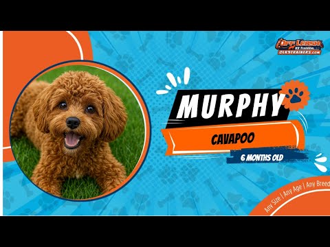 Entrenamiento de perros sin correa / Entrenamiento de obediencia