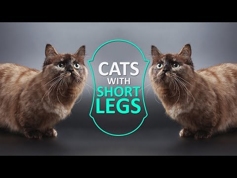 Cats With Short Legs - Must Know Facts