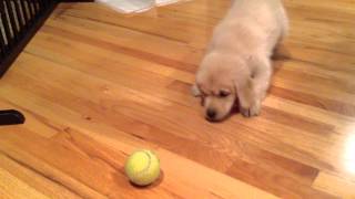 Puppy vs Tennis ball