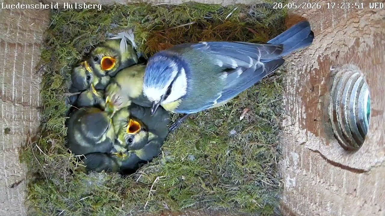 Extrem fette Raupe mit Maulsperre bei den Blaumeisen | 21.05.2026