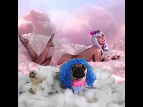 If all music videos had this pug in them
