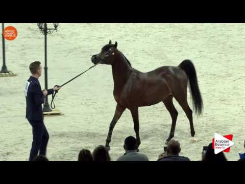 1ST - N.88 LUIGI - Paris 2016 - Colts 2-3 years old (Class CM5 A)