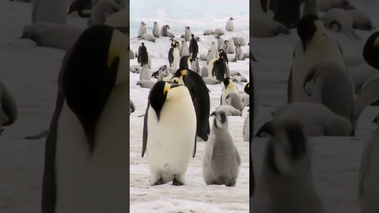 Did you know that Emperor penguins are super swimmers and impressive divers?