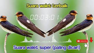 Download lagu suara burung walet paling dicari (cocok di musim kawin) mp3 Download lagu suara burung walet paling dicari (cocok di musim kawin) mp3