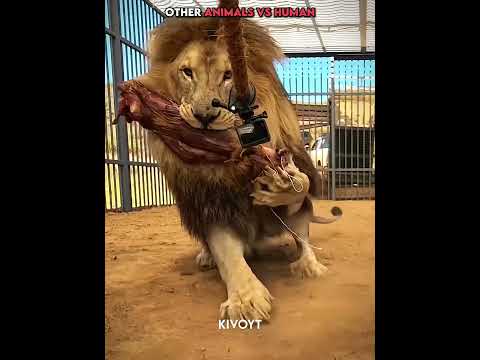 Other Animals vs Human vs Bear 💀 #edit #animal #skulledit #usa