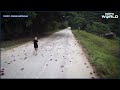 Australia News | Millions Of Migrating Red Crabs Cross Christmas Island To Reach The Ocean - Video