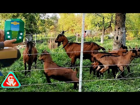 Electric fence for goats