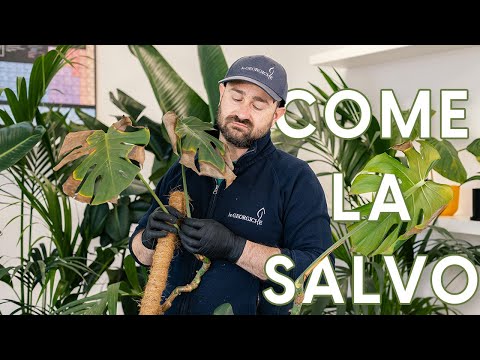 Monstera deliciosa dopo l'inverno, ecco come salvarla! Foglie gialle/marroni 🚩