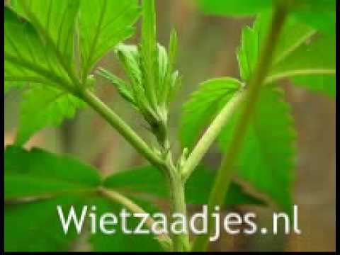 Wietzaadjes.nl - Hoe moet ik een wietplant toppen?