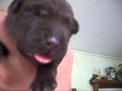 WARNING: CUTENESS AHEAD - Chocolate Lab Puppy Barkng!