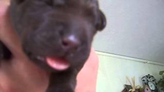 WARNING: CUTENESS AHEAD - Chocolate Lab Puppy Barkng!