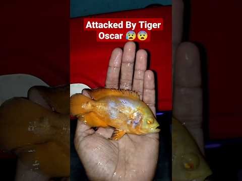 Attacked By Tiger Oscar 😰😨 || #tigeroscar #oscar #trending #ytshorts #viral #status #shorts