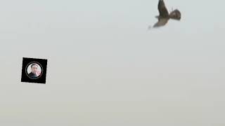 Hobby of hunters in Pakistan