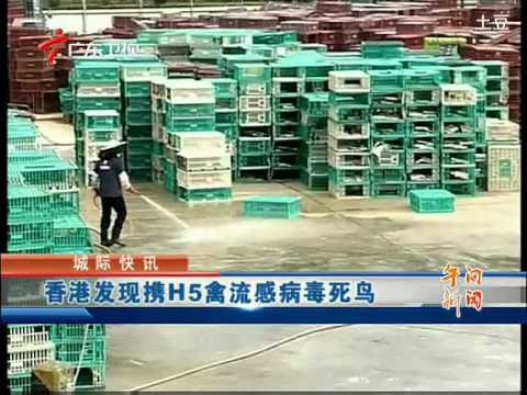 香港發現攜H5禽流感病毒死鳥(視頻)
