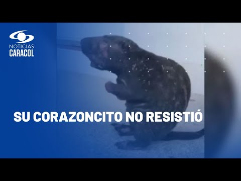 Qué tristeza: murió guagua loba quemada durante incendio forestal en Colombia