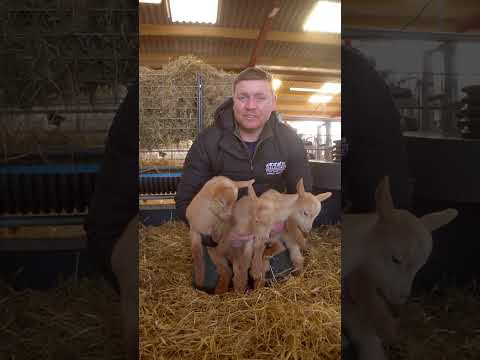 A round of applause for Jenny! 🐐✨ #update  #GoldenGuernsey  #SuperMum #FarmUpdate