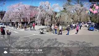 角館武家屋敷 桜 live