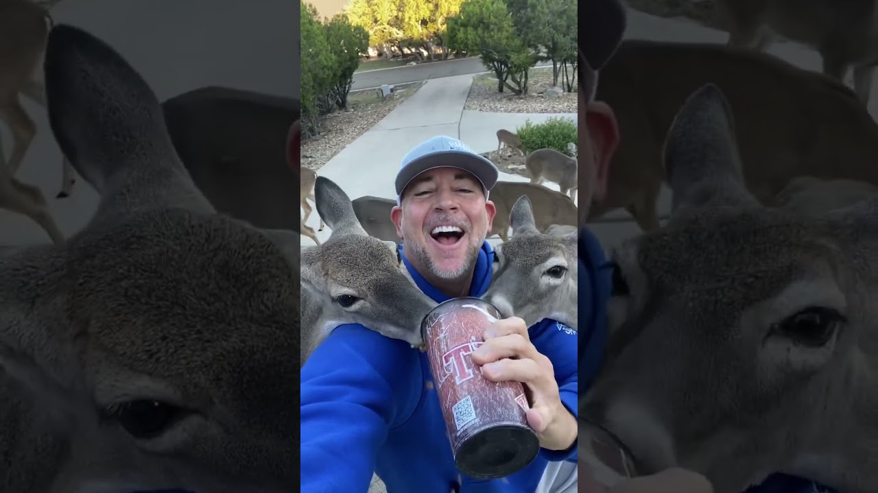 Aggressive deer attack !!