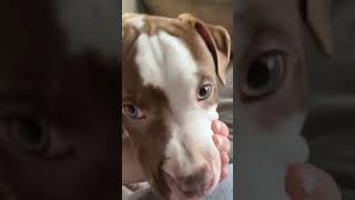 Video preview image #1 American Staffordshire Terrier-Labrador Retriever Mix Puppy For Sale in New Hampton, NY, USA