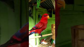 Download lagu burung Nuri merah Berkokok mp3