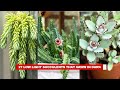 27 Low Light Succulents that Grow in Dark