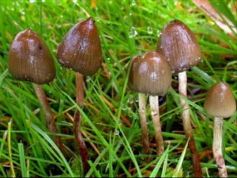 Guholec - Łysi Lanceci