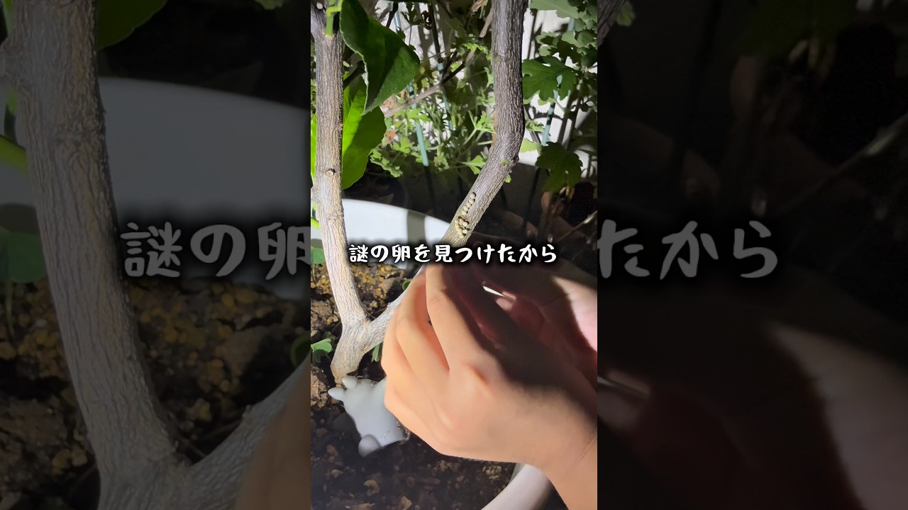植木についてた卵を育ててみると… #生物観察 #昆虫飼育 #昆虫