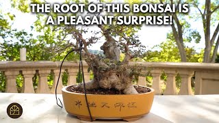 Gem in the Rough from a Bonsai Club Auction